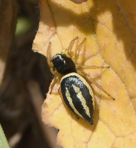 Réf. 244 902 : Heliophanus melinus